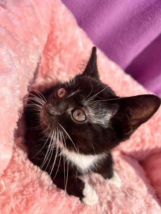 Sylwina do adopcji.