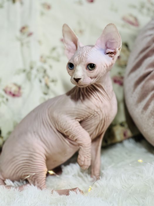 Продам різнооку двчинку