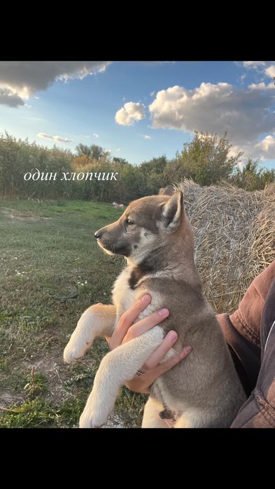 ЛАЙКИ(цуцики шукають новий дім