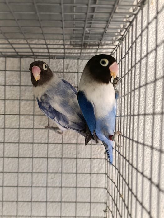 Agapornis Personatas