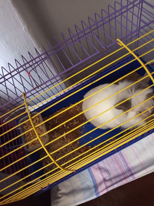 Кролик декоративний