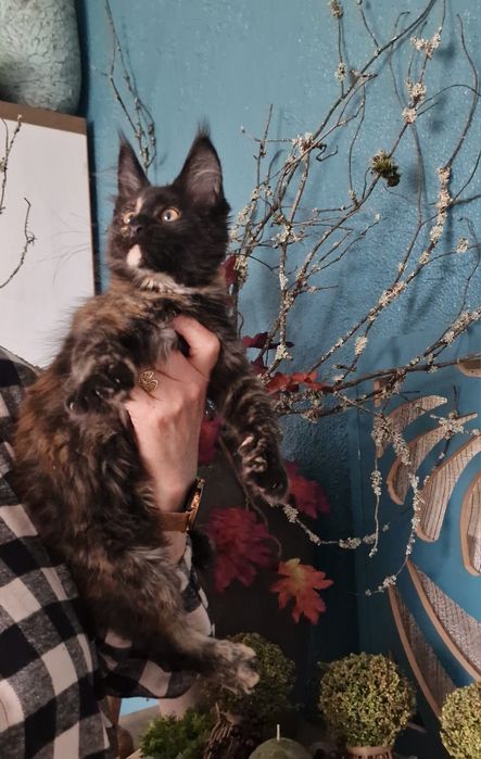 Maine Coon kocięta cudowna kotka