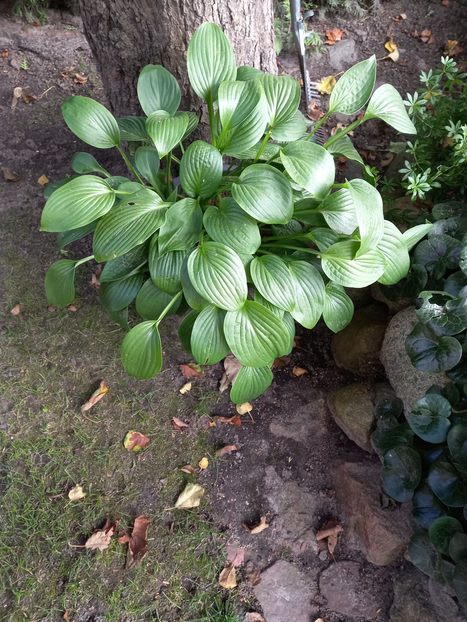 Funkia  hosta zielone liście
