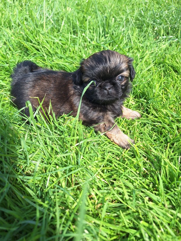 Piękne szczeniaki!!! Zapraszam do rezerwacji! Pekinczyk, nie shih tzu