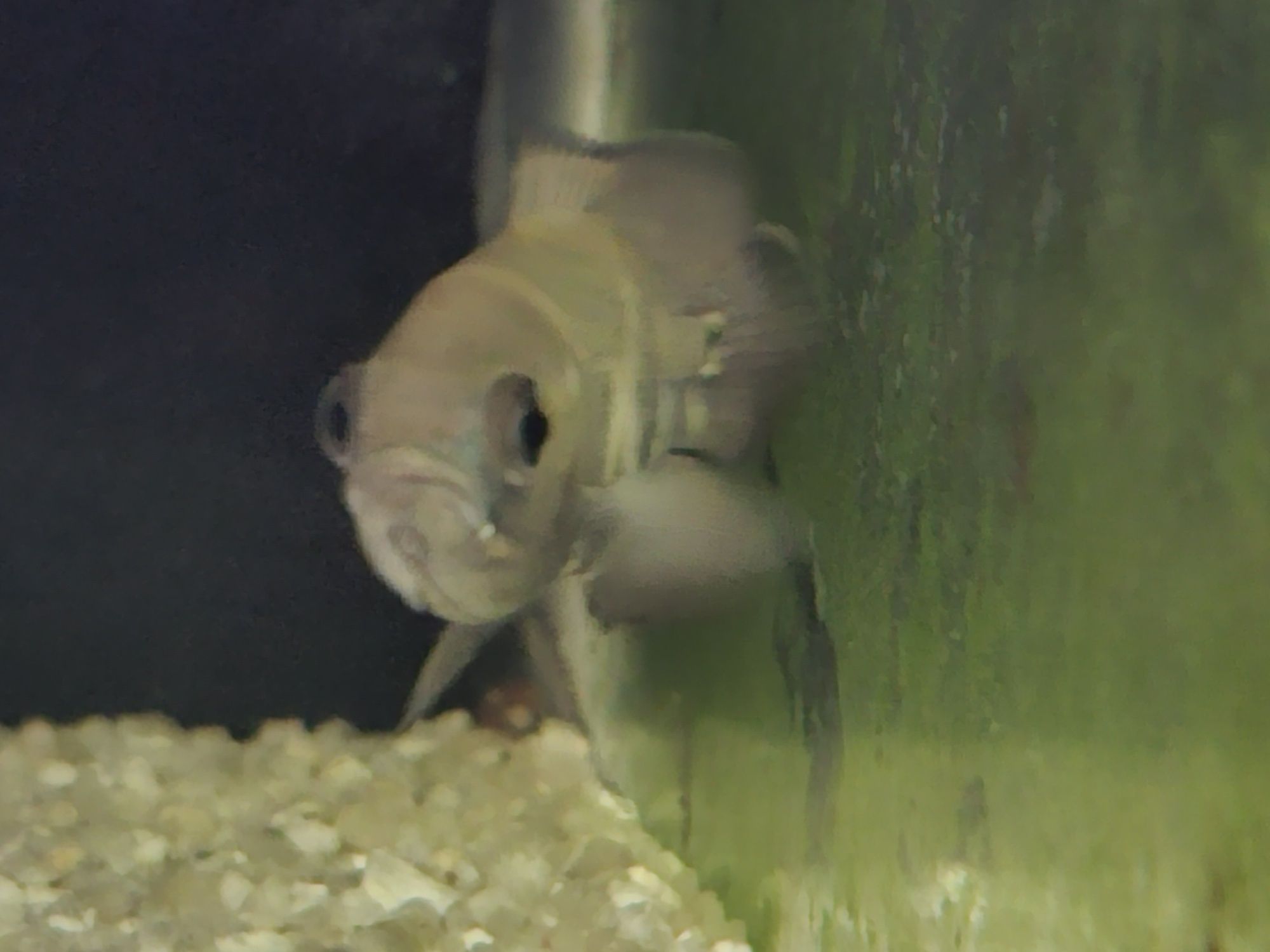 Vendo várias espécies de peixes.