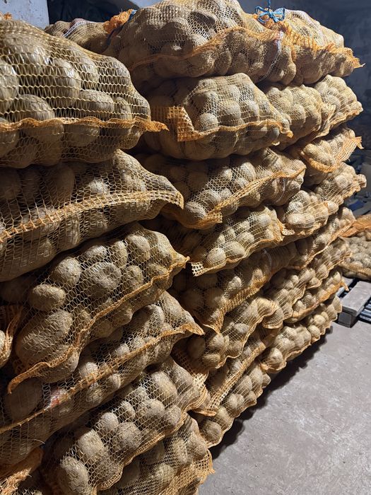 Ziemniaki jadalne Soraya