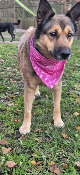 Suczka około pięć lat