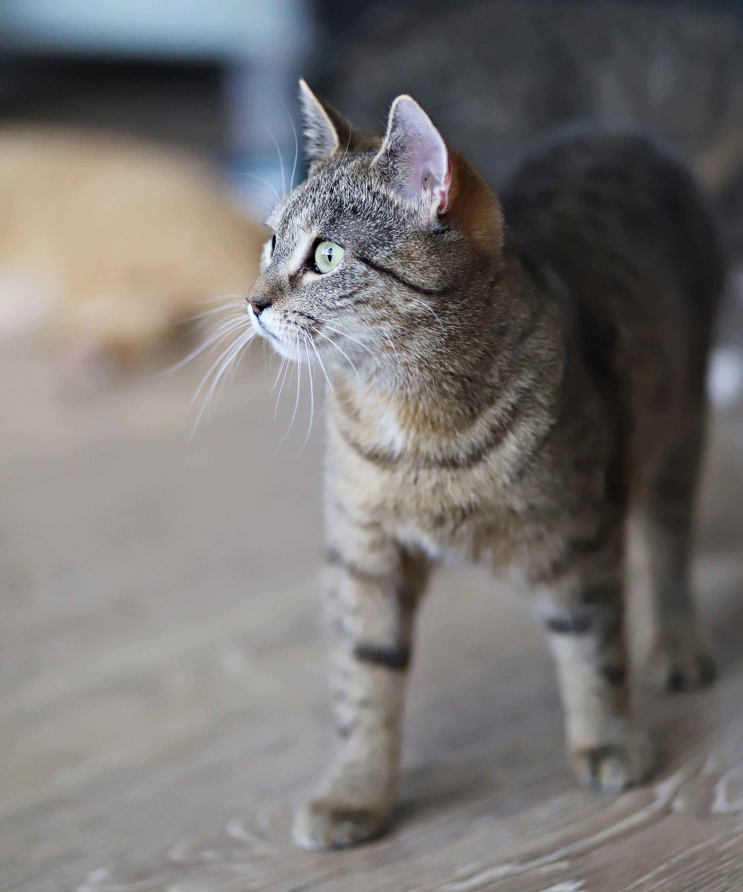 cudowne Kocie osobowości polecają się do adopcji (felv+)