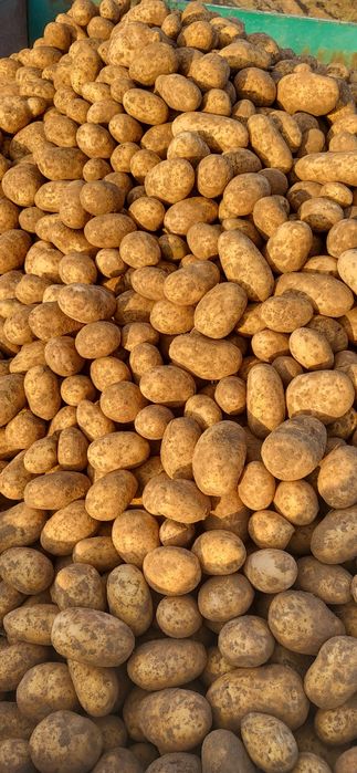 Ziemniak jadalne Queen Anna Soraya