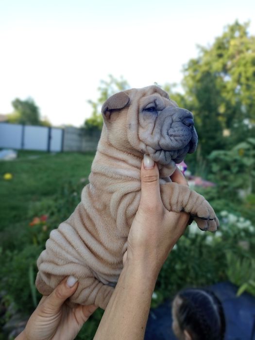 Шарпей щенки продаж