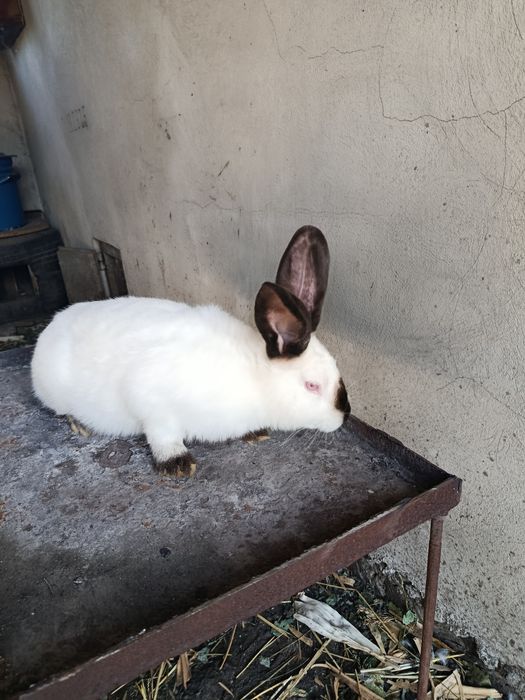 Продажа    кролів