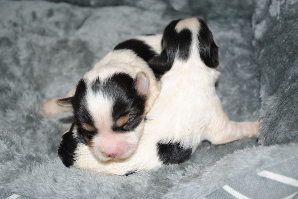 Малята біверята до Нового Року