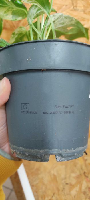 Epipremnum zwisający, średnica 11,5 cm