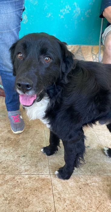 Panda - Para Adopção