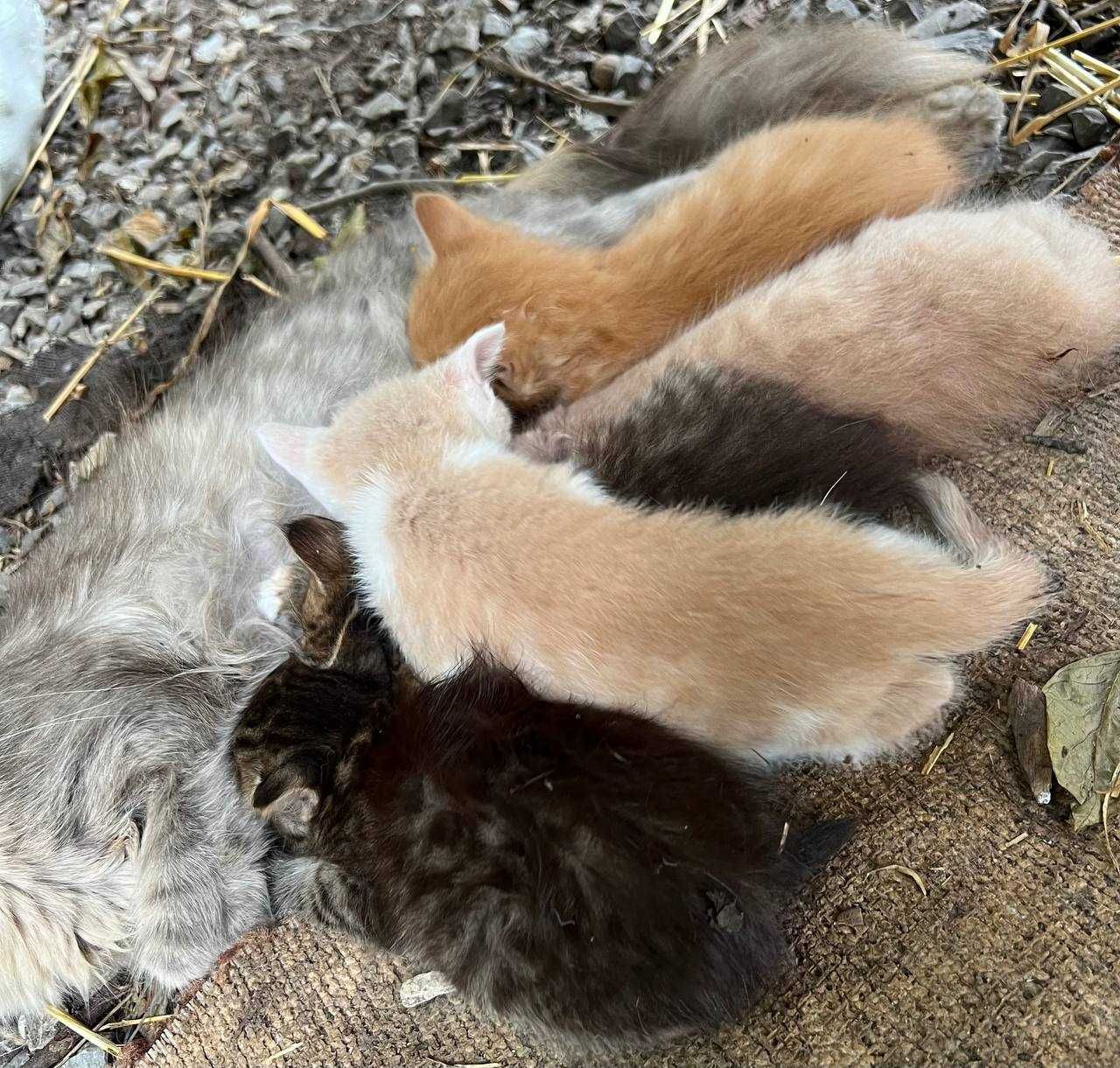 Віддам котенят безкоштовно - кошенята, котята, котики