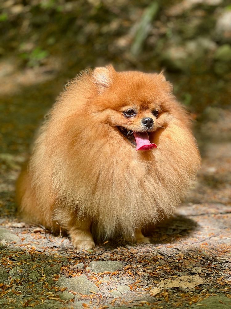 Piękny malutki reproduktor miś pomeranian szpic miniaturowy