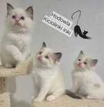 Śliczny kociak - Ragdoll FPL