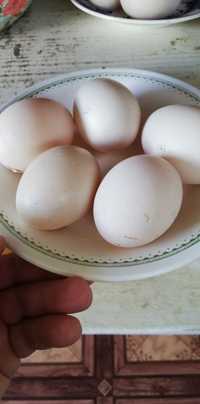 Шипуни, індокачки яйця