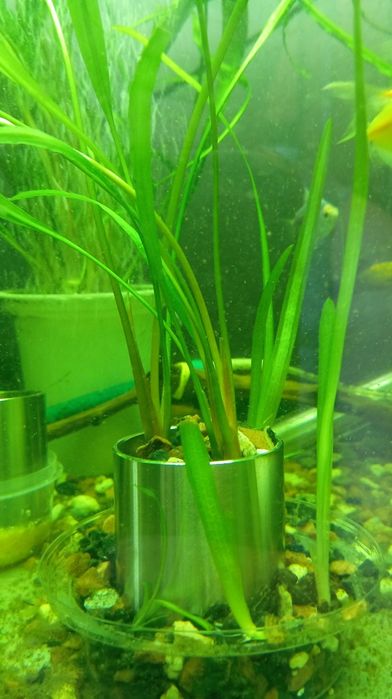 Криптокорина акваріумна