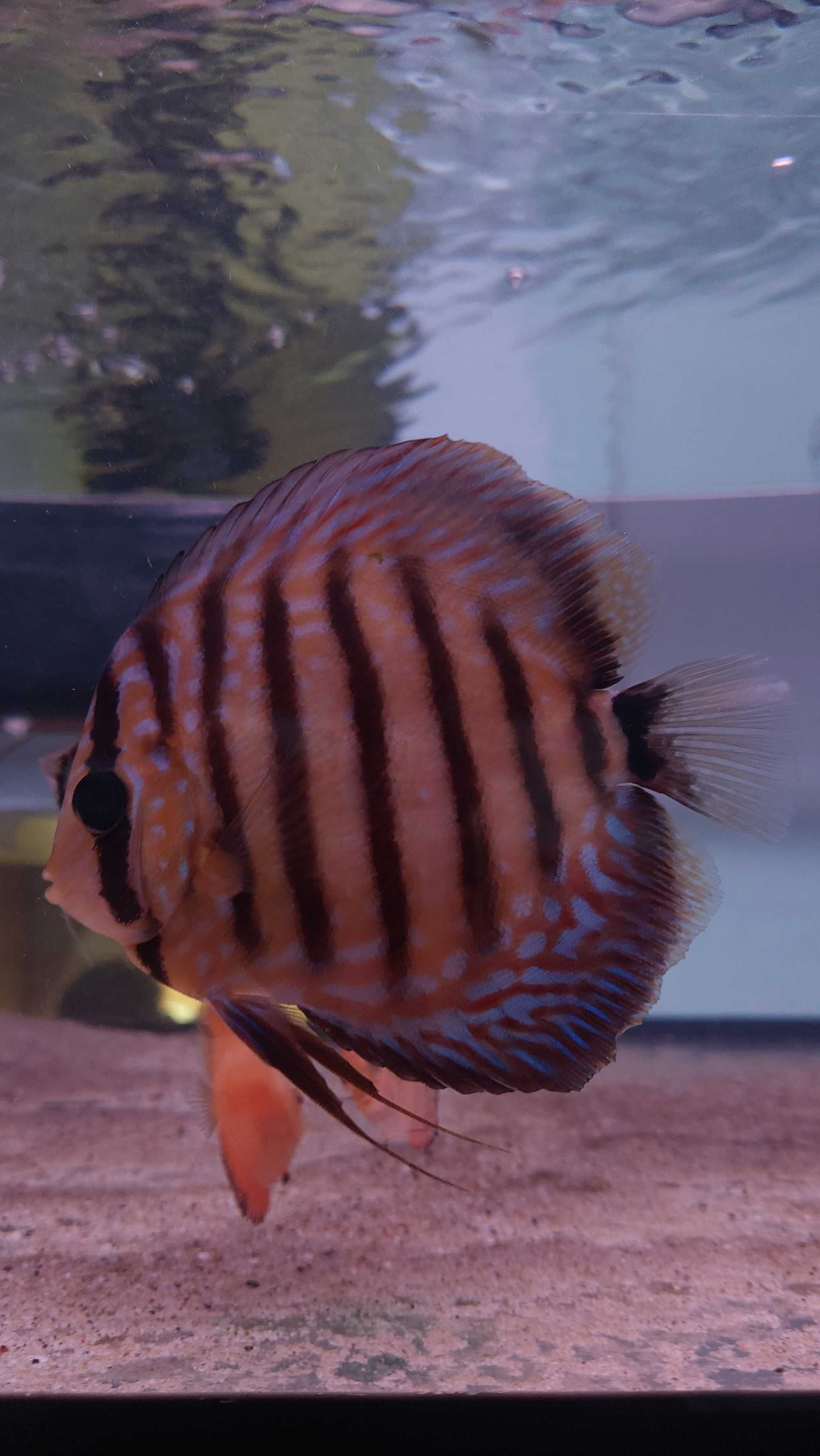 Discus Dyskowiec Paletka