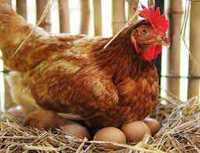 несушка хайсекс інкубаційне яйце
