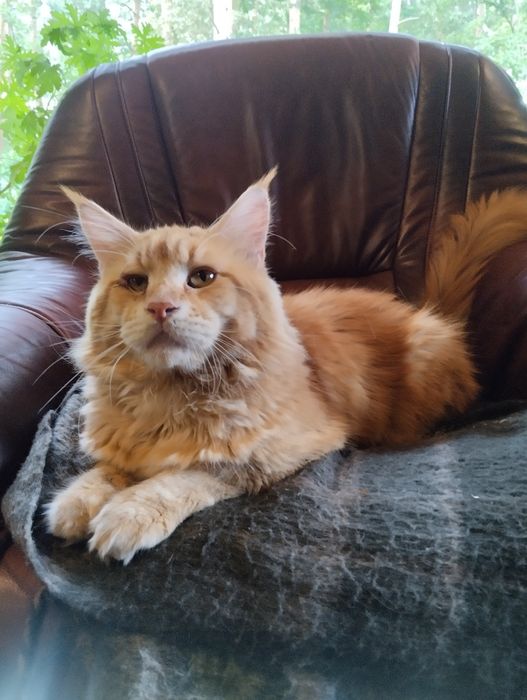Ostatni kocurek rudy kocur maine coon z rodowodem duży kot