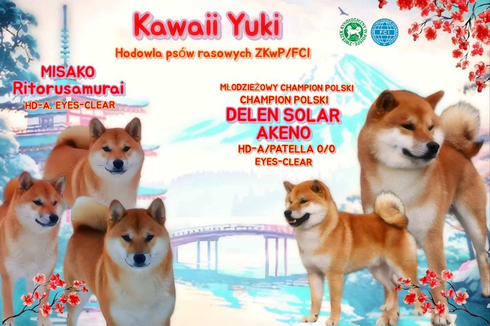 Szczeniak Shiba ZKwP FCI
