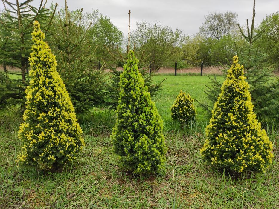 Świerk Biały Daisy's White/Rainbow's End