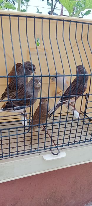 Canários machos e fêmeas 2025