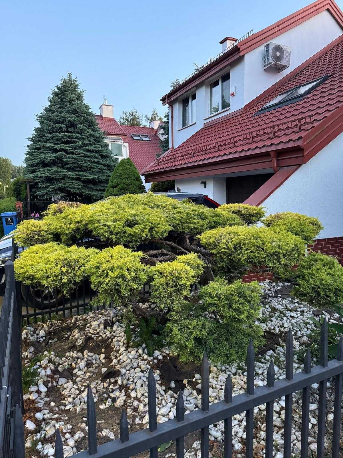 Krzak Jałowca w stylu bonsai, 170cm