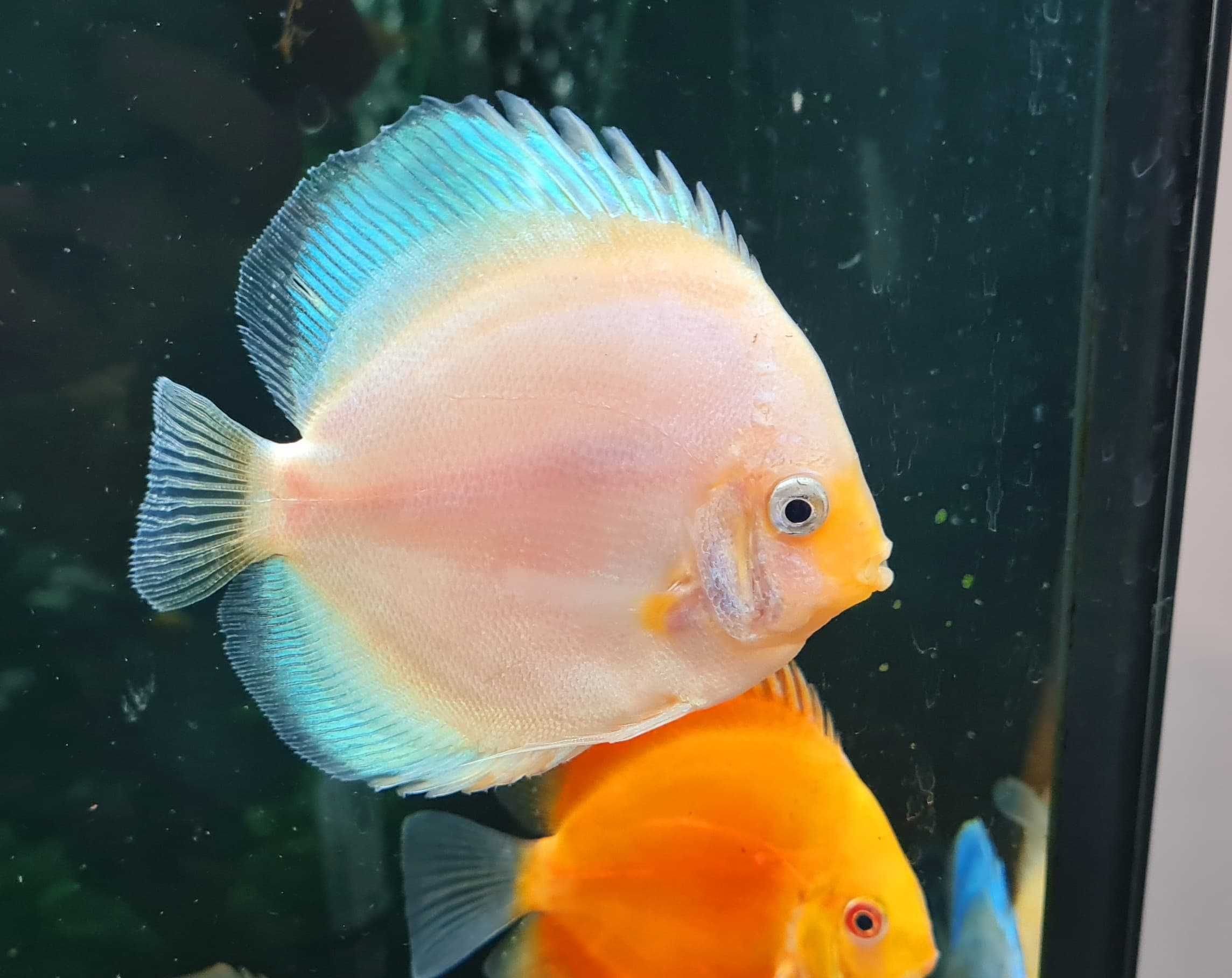 Paletka IMPORT Discus Mix (3,75" cala ~ 8-11. cm) {Świat Akwarysty}