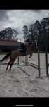 Cavalo PSI para venda