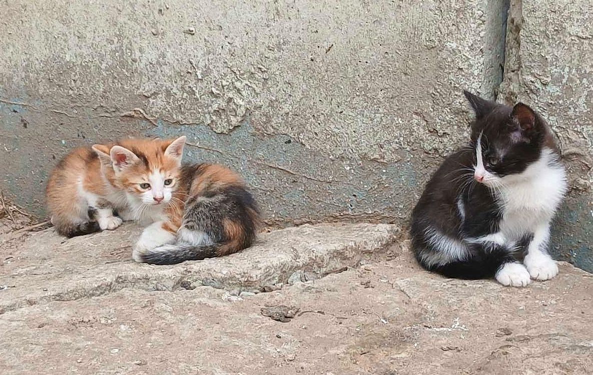 Кошенята шукають господаря