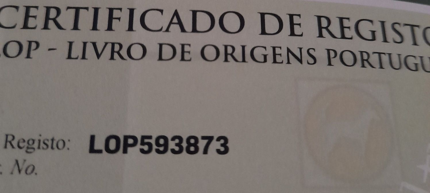 Shih-tzu qualidade