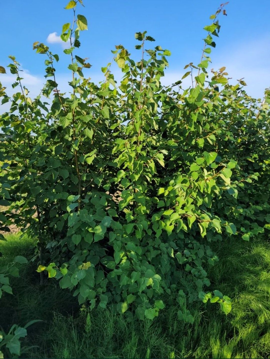 Lipa Drobnolistna 200-250 cm szerokolistna