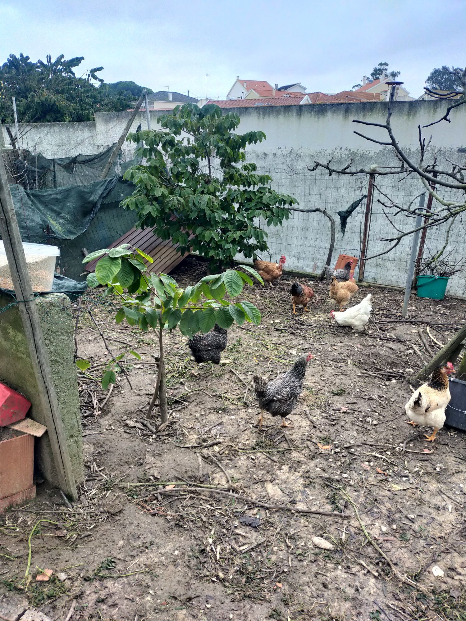 Vendo ovos galados