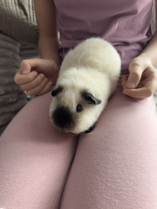 Swinki morskie  rasy Us Teddy