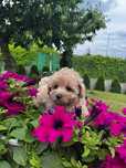 Śliczny Maltipo, Maltipoo, chłopak, słodszy od miodu