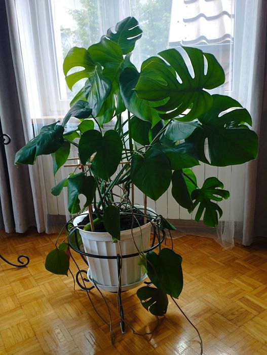 Piękna zielona monstera w doniczce 120cm