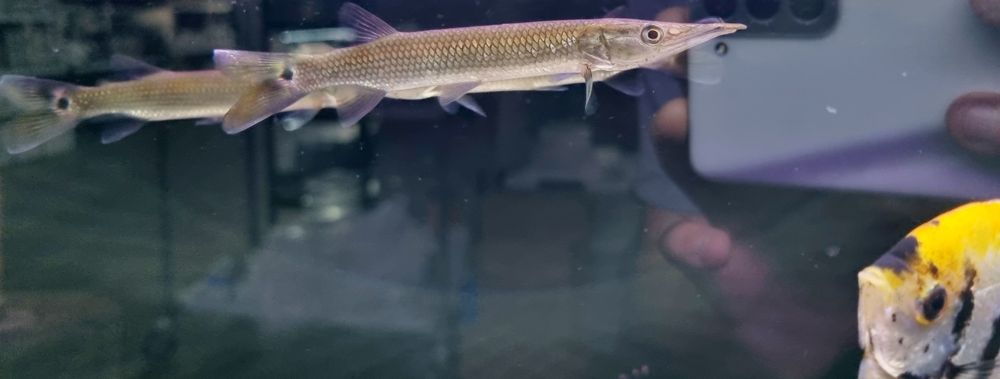 Ctenolucus Hujeta - Szczupaczek Czułkowy