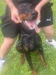 Pies doberman szczeniak