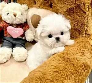 Дівчинка ті-кап мальтіпу Ф1, плюшевий медвежа