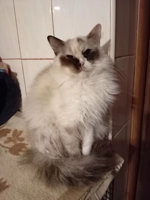 Ragdoll kotka czteroletnia