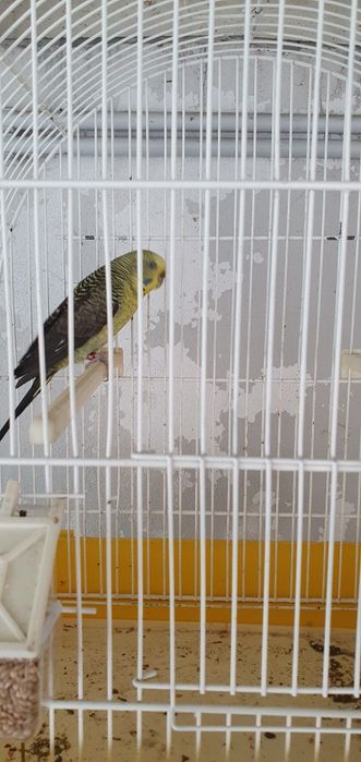 Piriquitos asas negras