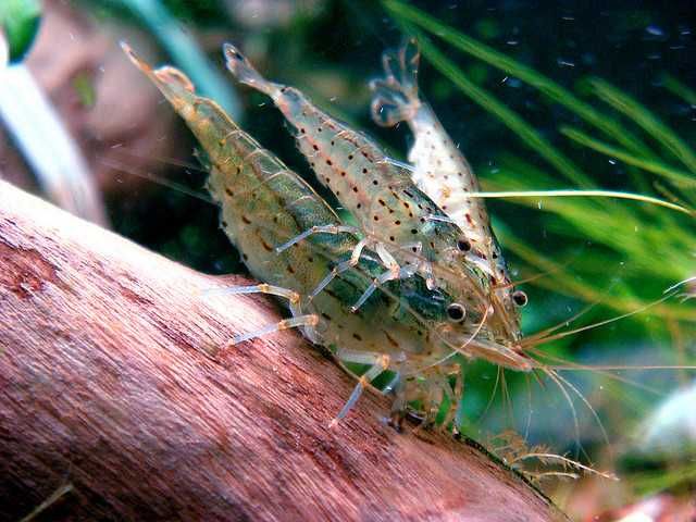 Krewetka Amano - Caridina multidentata / Caridina japonica