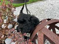 cavapoo szczeniak suczka