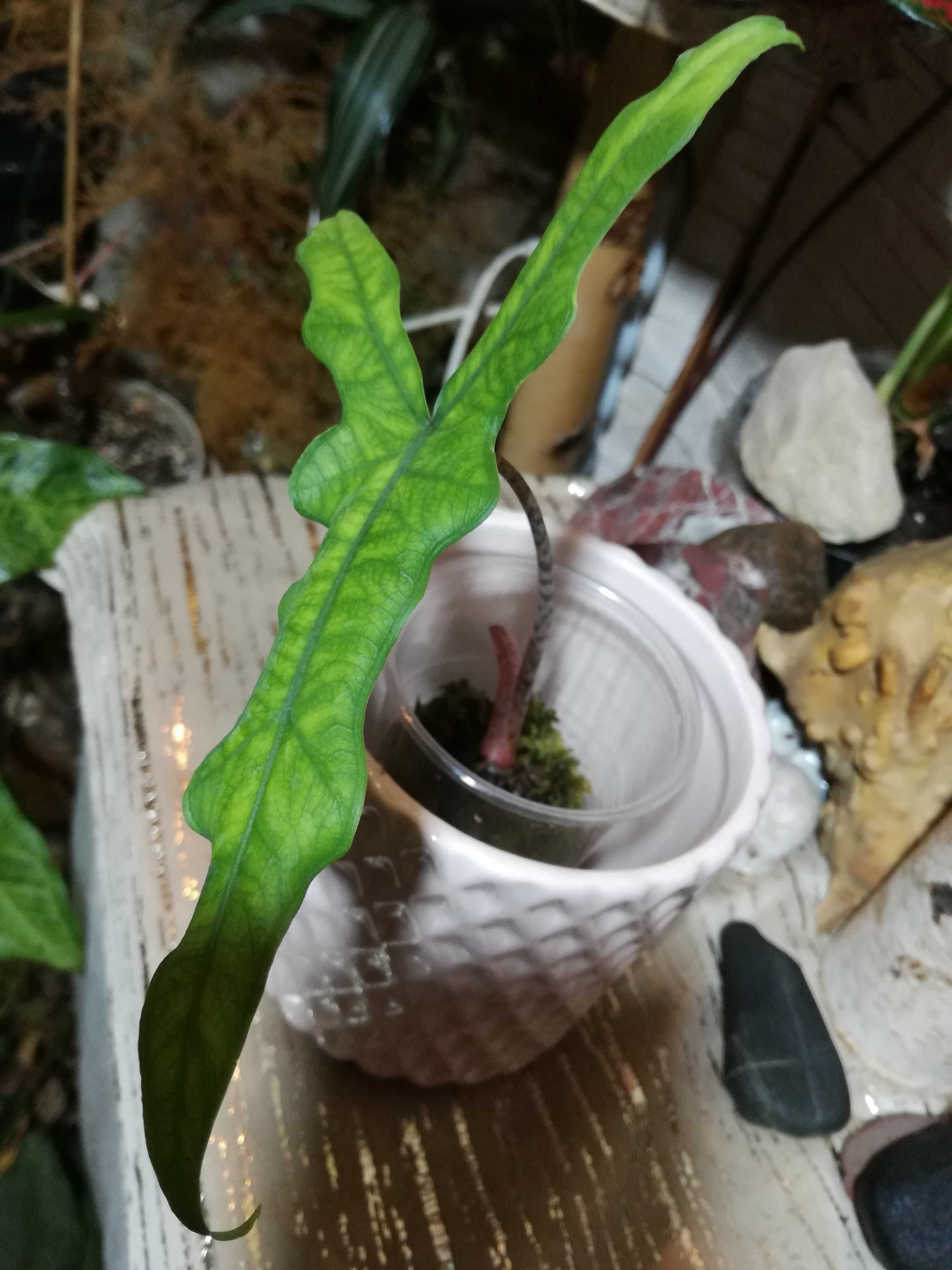 INTERNATIONAL Alocasia Sulawesi Sabrina dragon philodendron