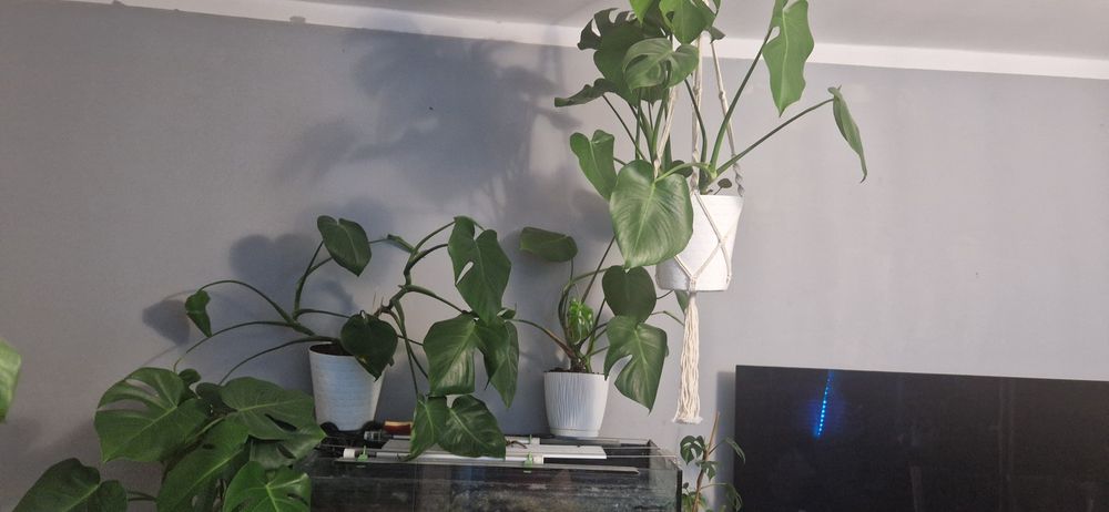 Monstera deliciosa