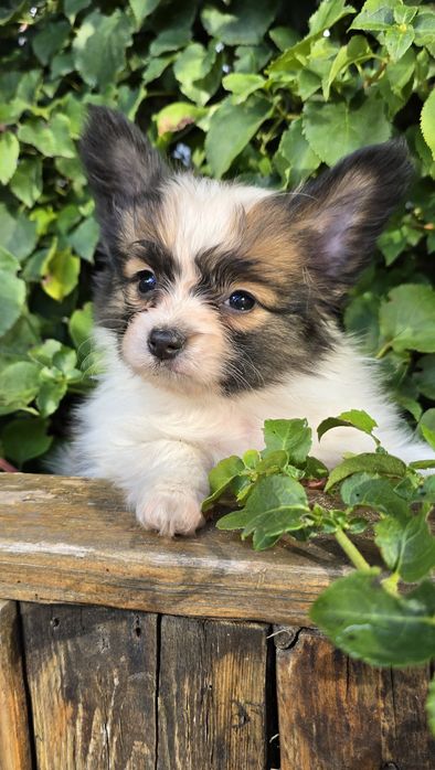 Papillon-Spaniel Kontynentalny Miniaturowy-śliczny piesek ZKwP/FCI