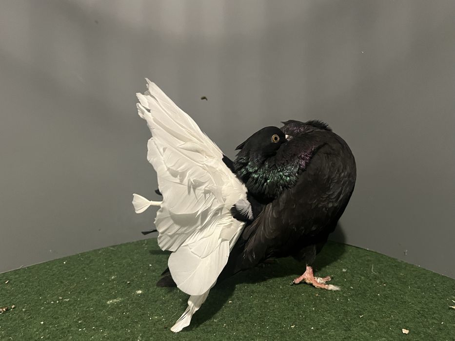 Pawiki stare i mlode